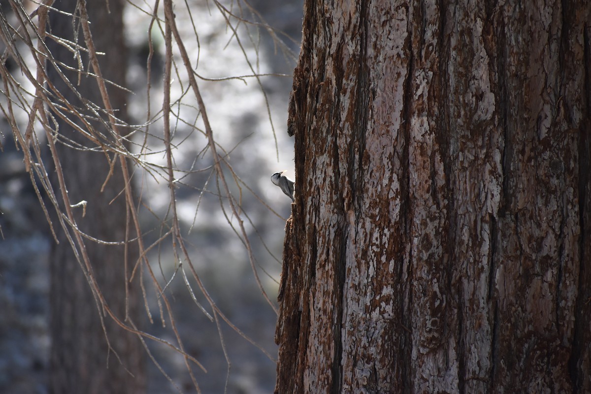 Mountain Chickadee - ML644054347