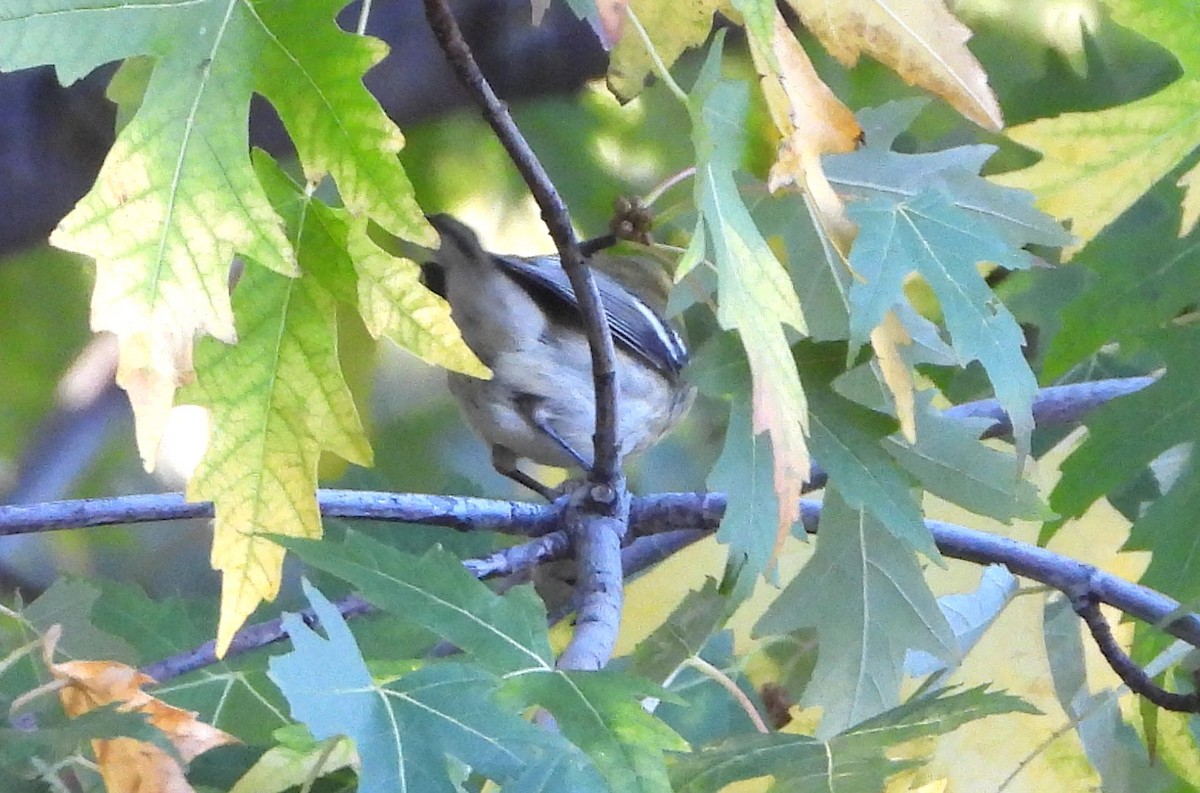 Townsend's x Hermit Warbler (hybrid) - ML644054348