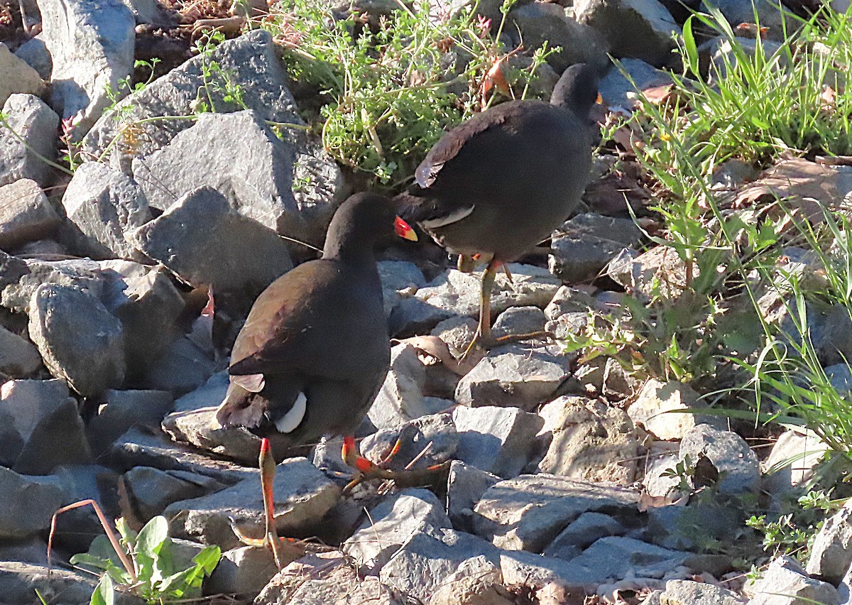 slípka tmavá - ML644054351