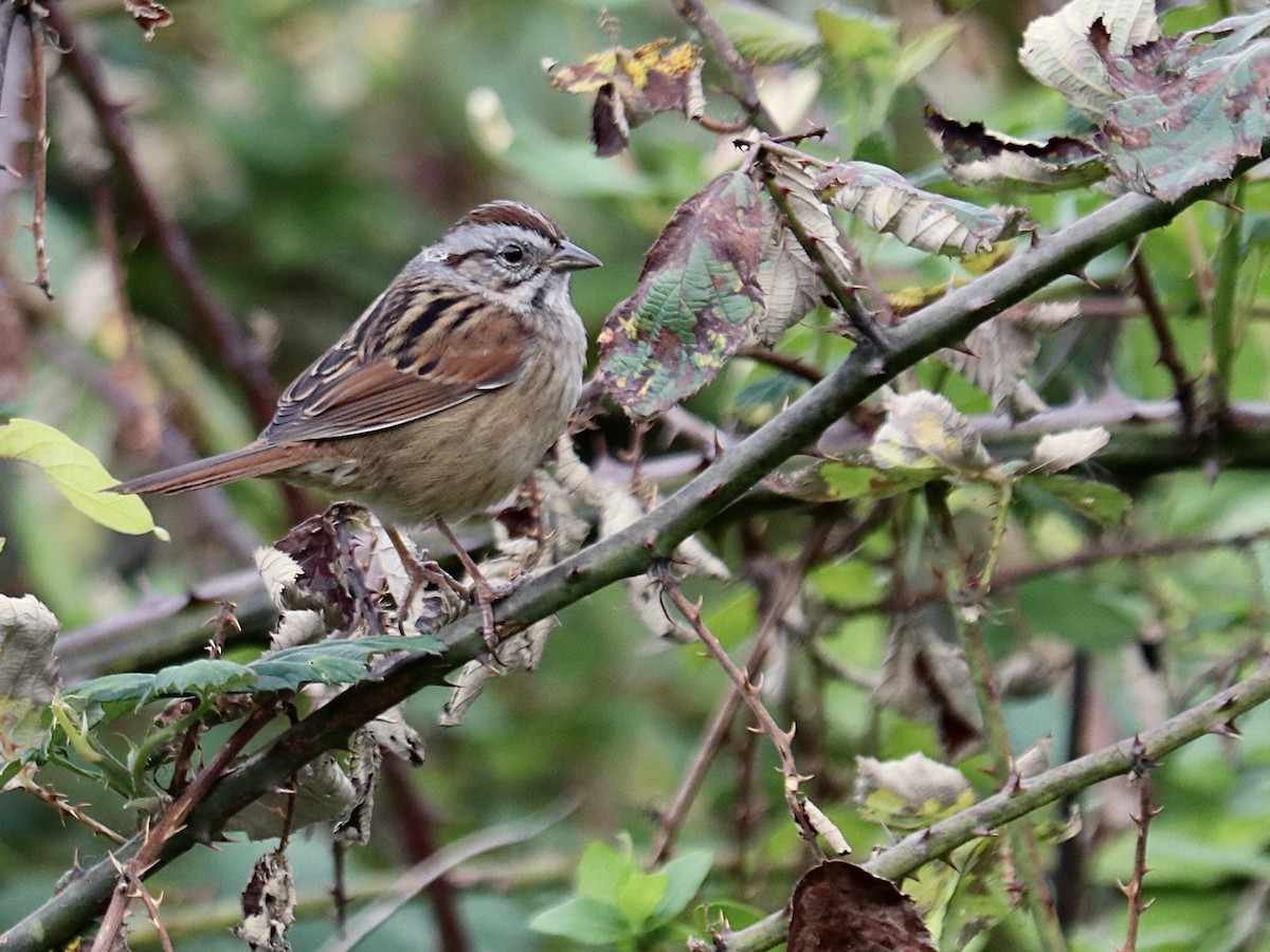 Swamp Sparrow - ML644054352