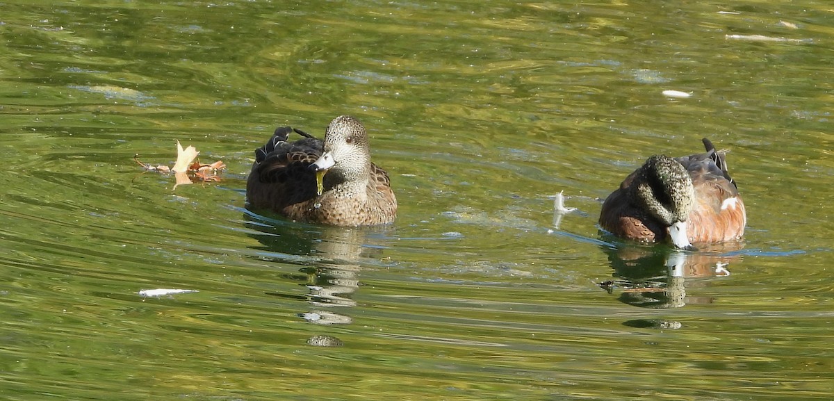 American Wigeon - ML644054364