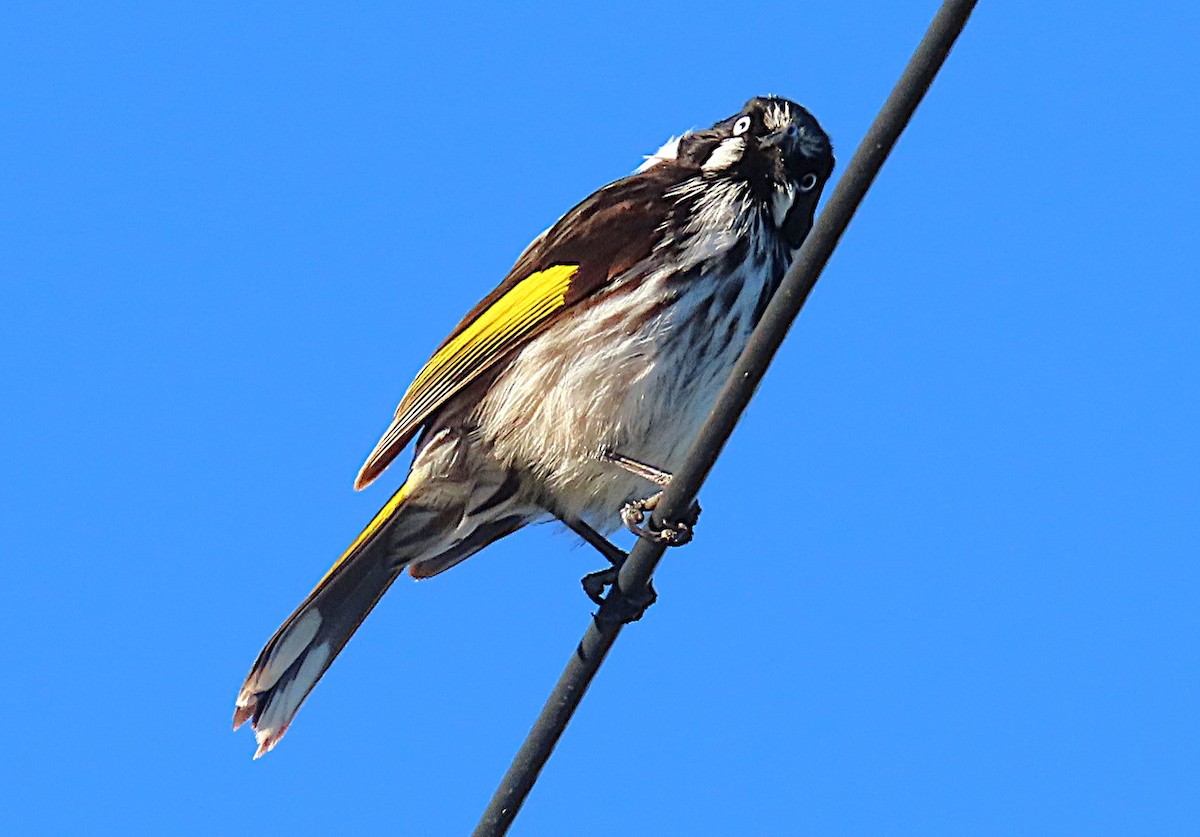 medosavka žlutokřídlá - ML644054372