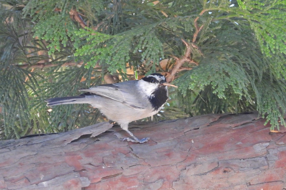 Mountain Chickadee - ML644054377