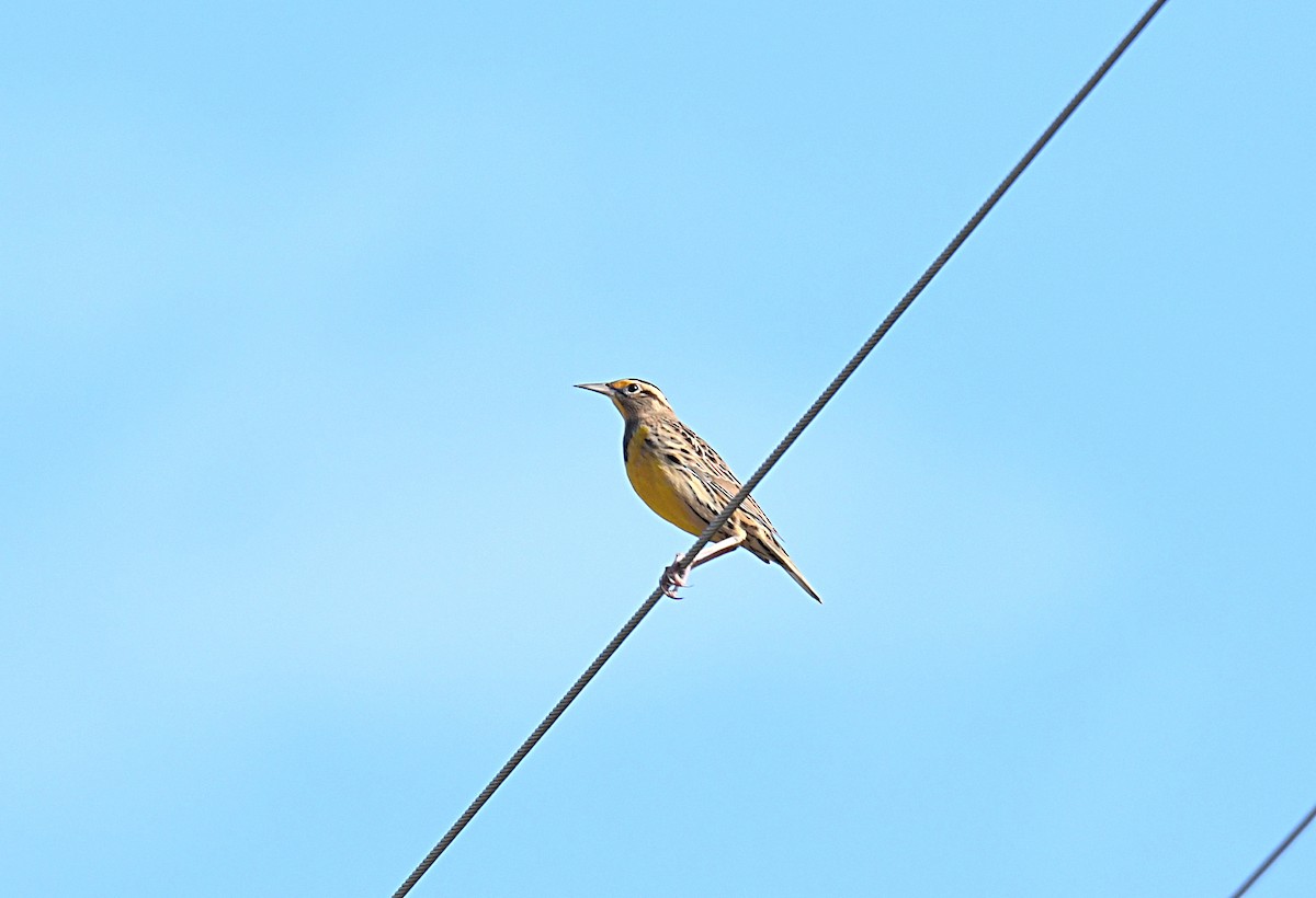 Eastern Meadowlark - ML644054379