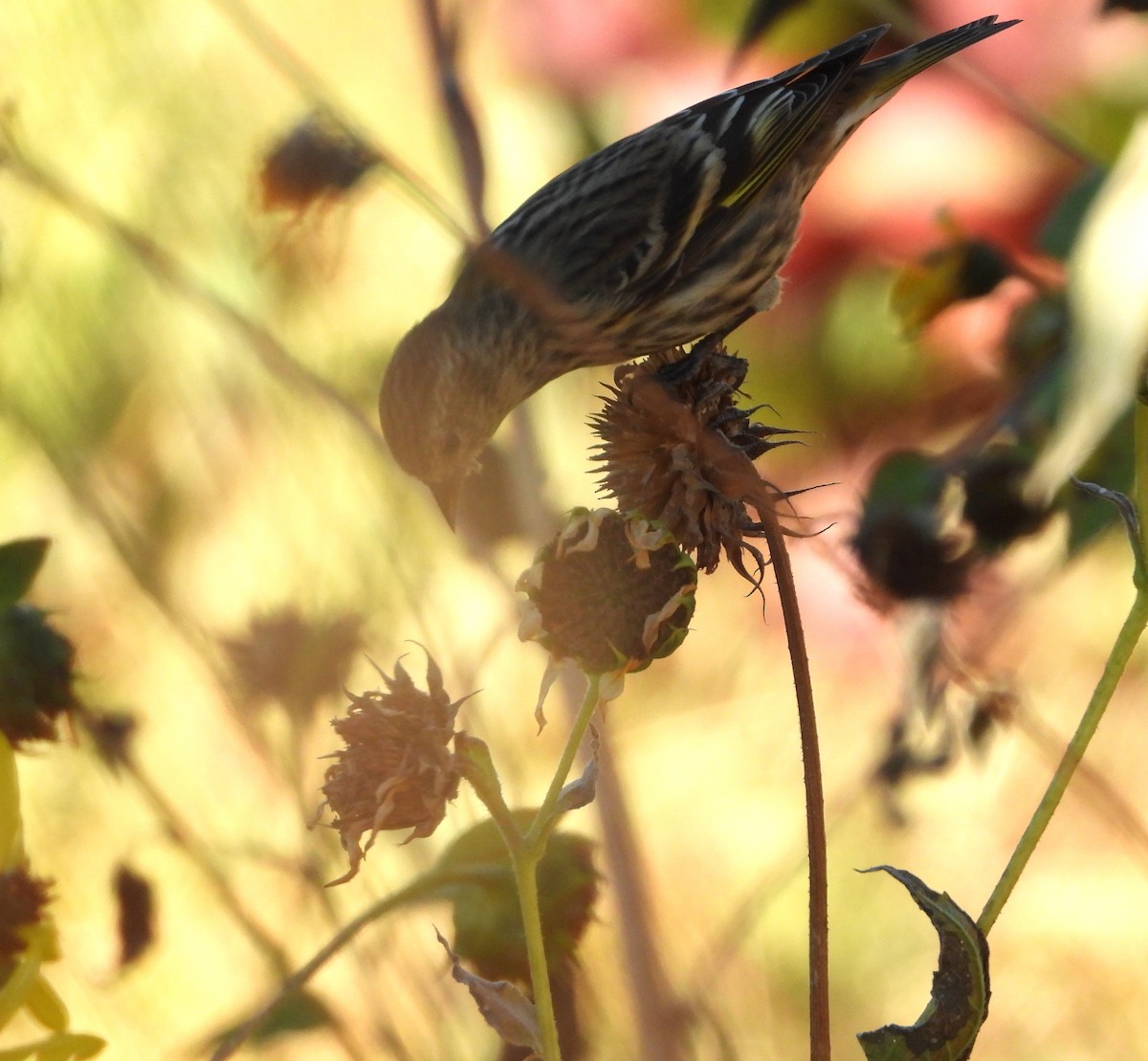 Pine Siskin - ML644054385