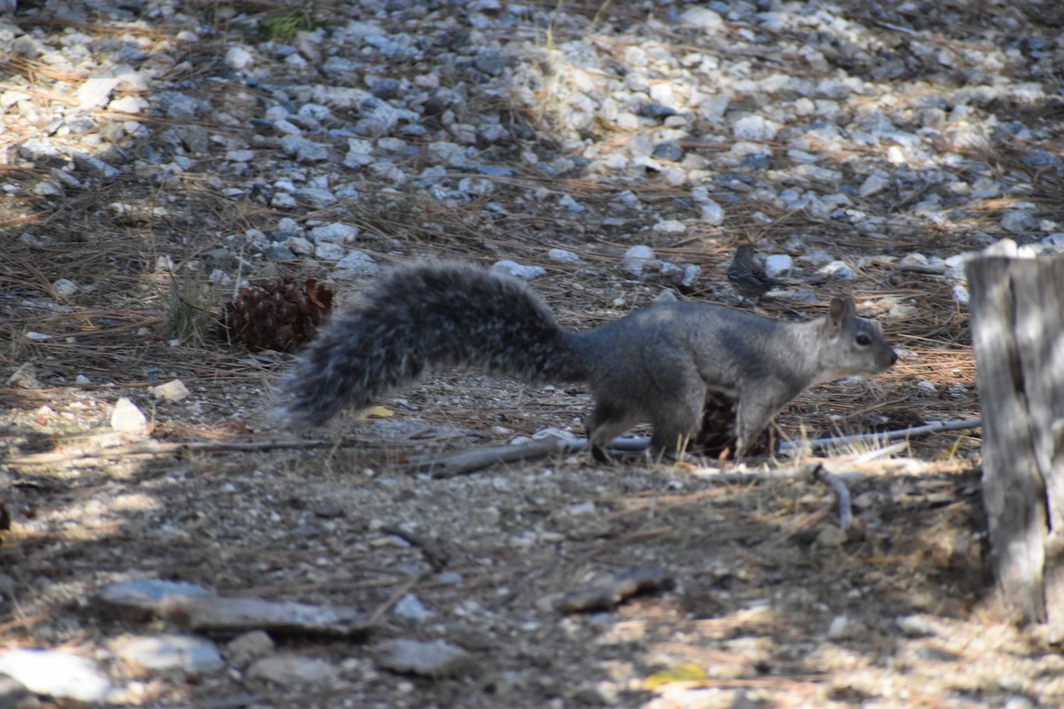 Western Gray Squirrel - ML644054386