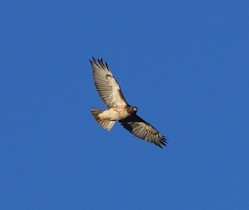 Red-tailed Hawk - ML644054391
