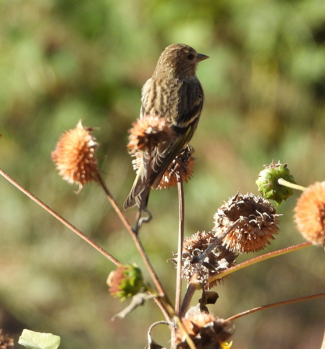 Pine Siskin - ML644054393