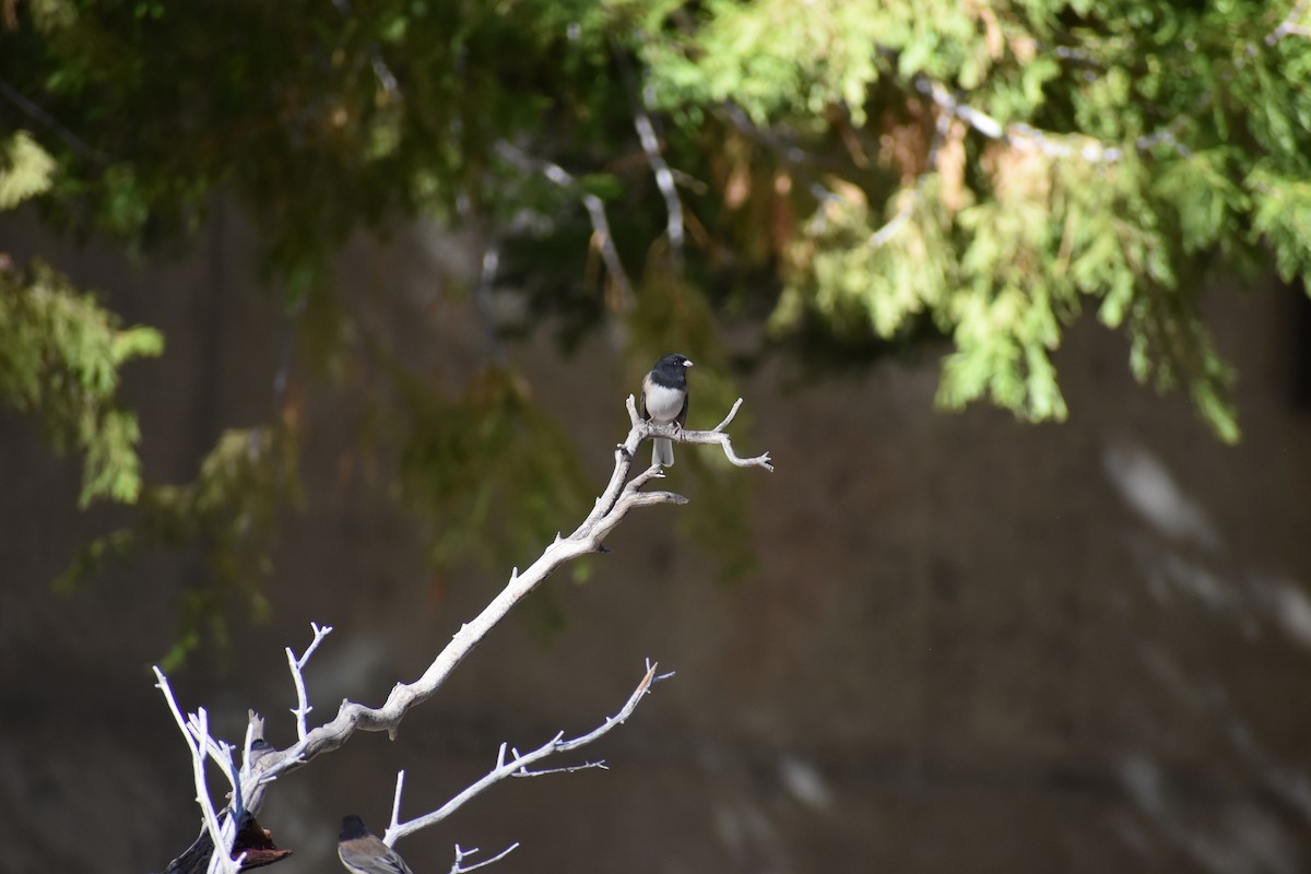 Dark-eyed Junco - ML644054395