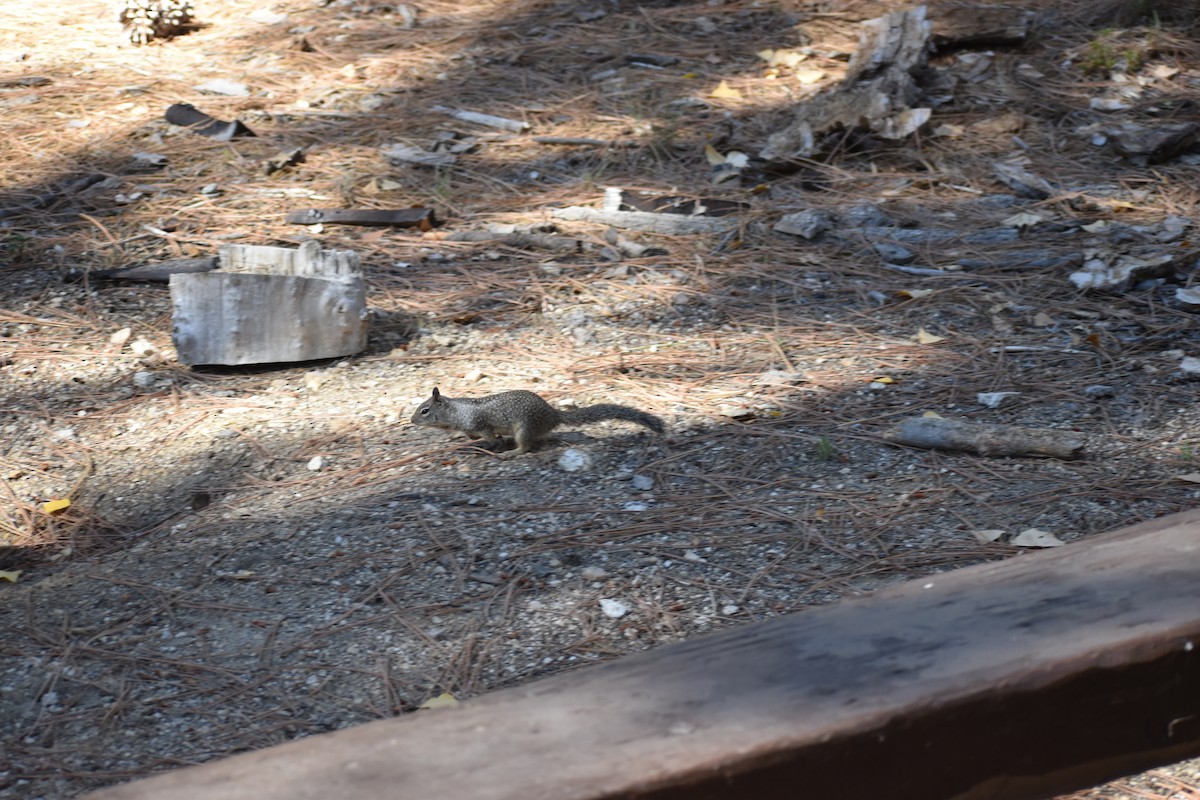 California Ground Squirrel - ML644054398