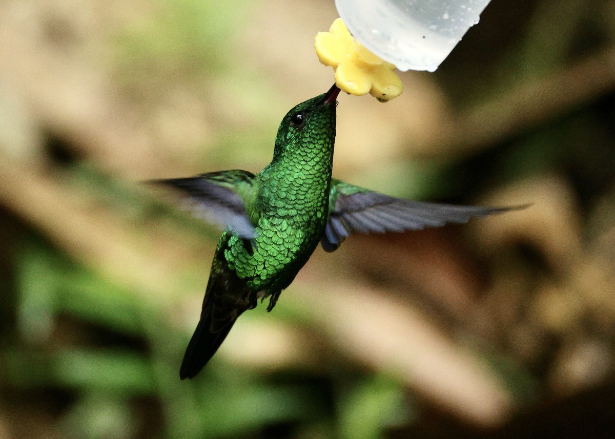 Western Emerald - ML644054408