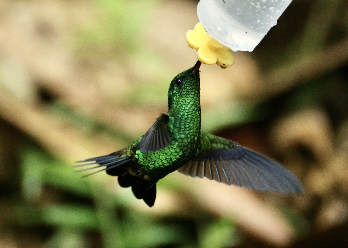 Western Emerald - ML644054422