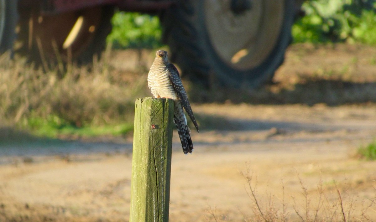 カッコウ - ML644054423