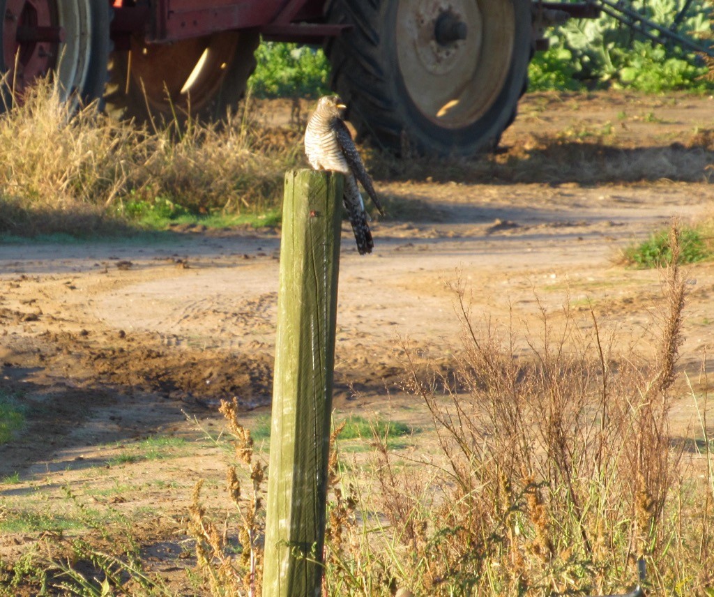 カッコウ - ML644054424