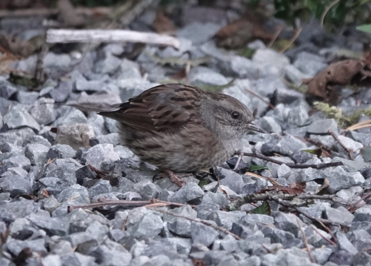 Dunnock - ML644054426