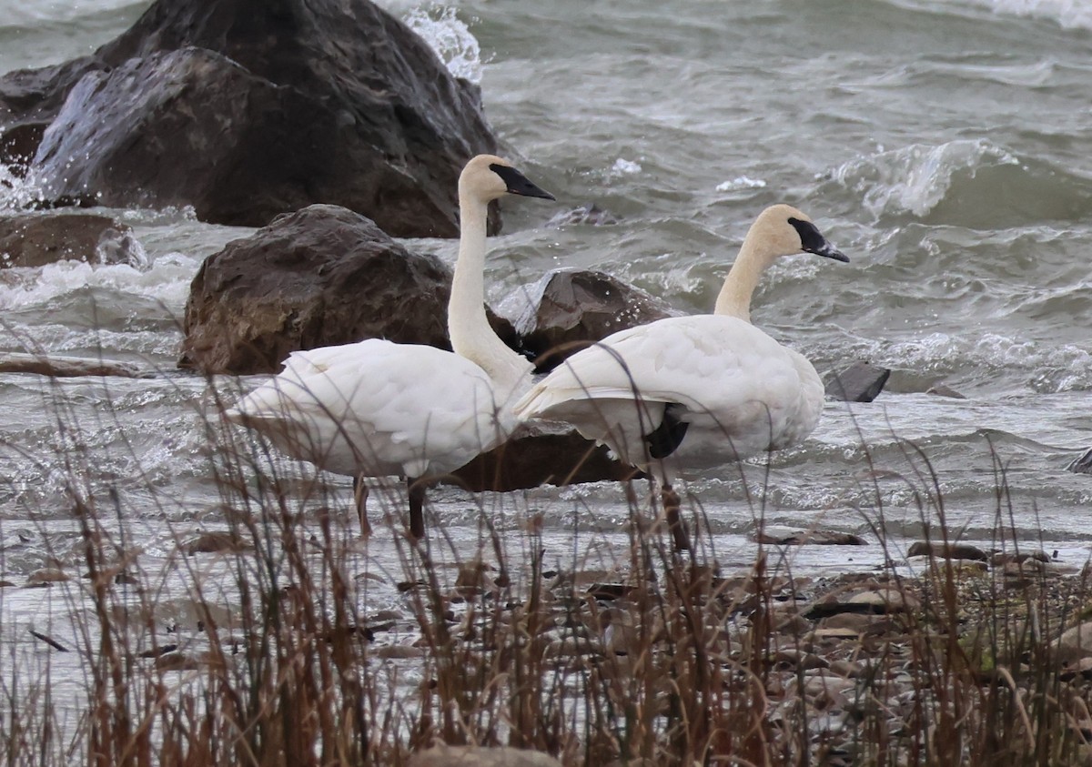 Trumpeter Swan - ML644054440