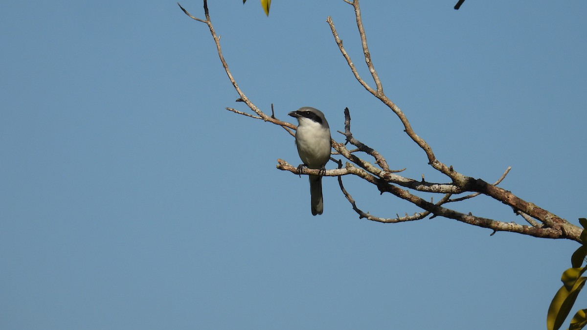 Loggerhead Shrike - ML644054470