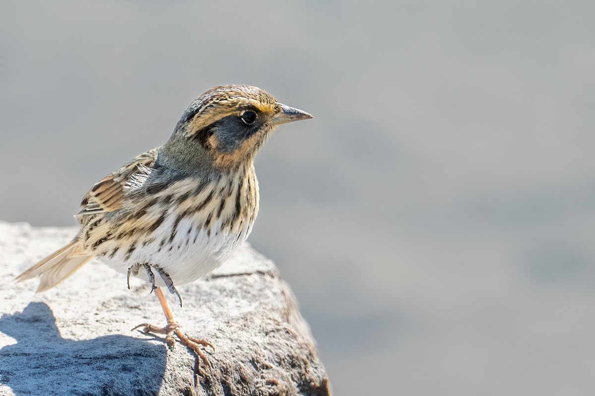 Nelson's Sparrow - ML644054478