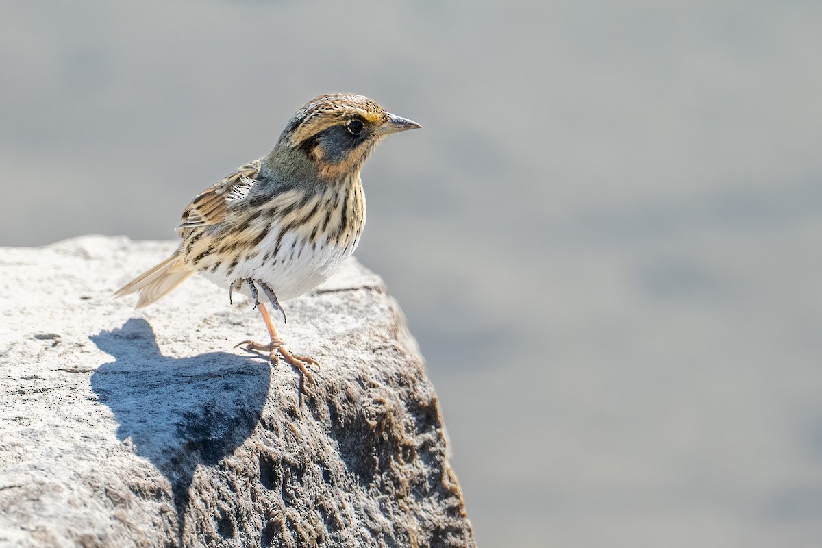 Nelson's Sparrow - ML644054479