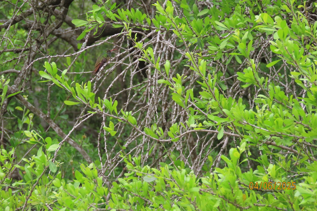 Buff-bellied Hummingbird - ML644054489