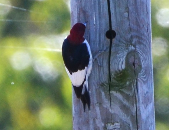 Red-headed Woodpecker - ML644054490