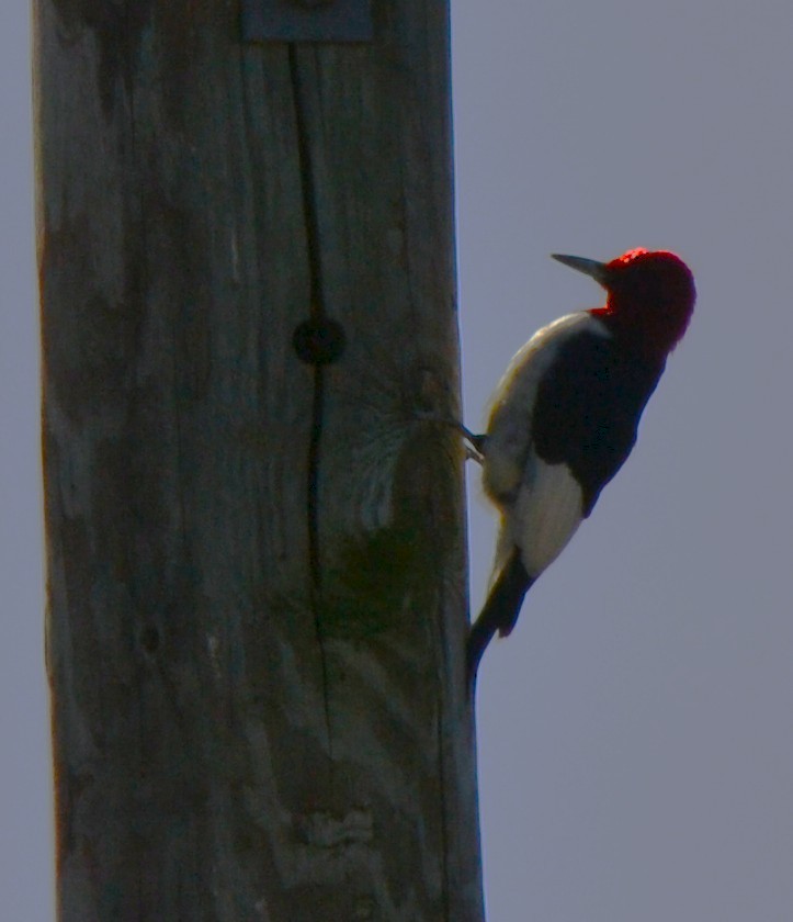 Red-headed Woodpecker - ML644054491