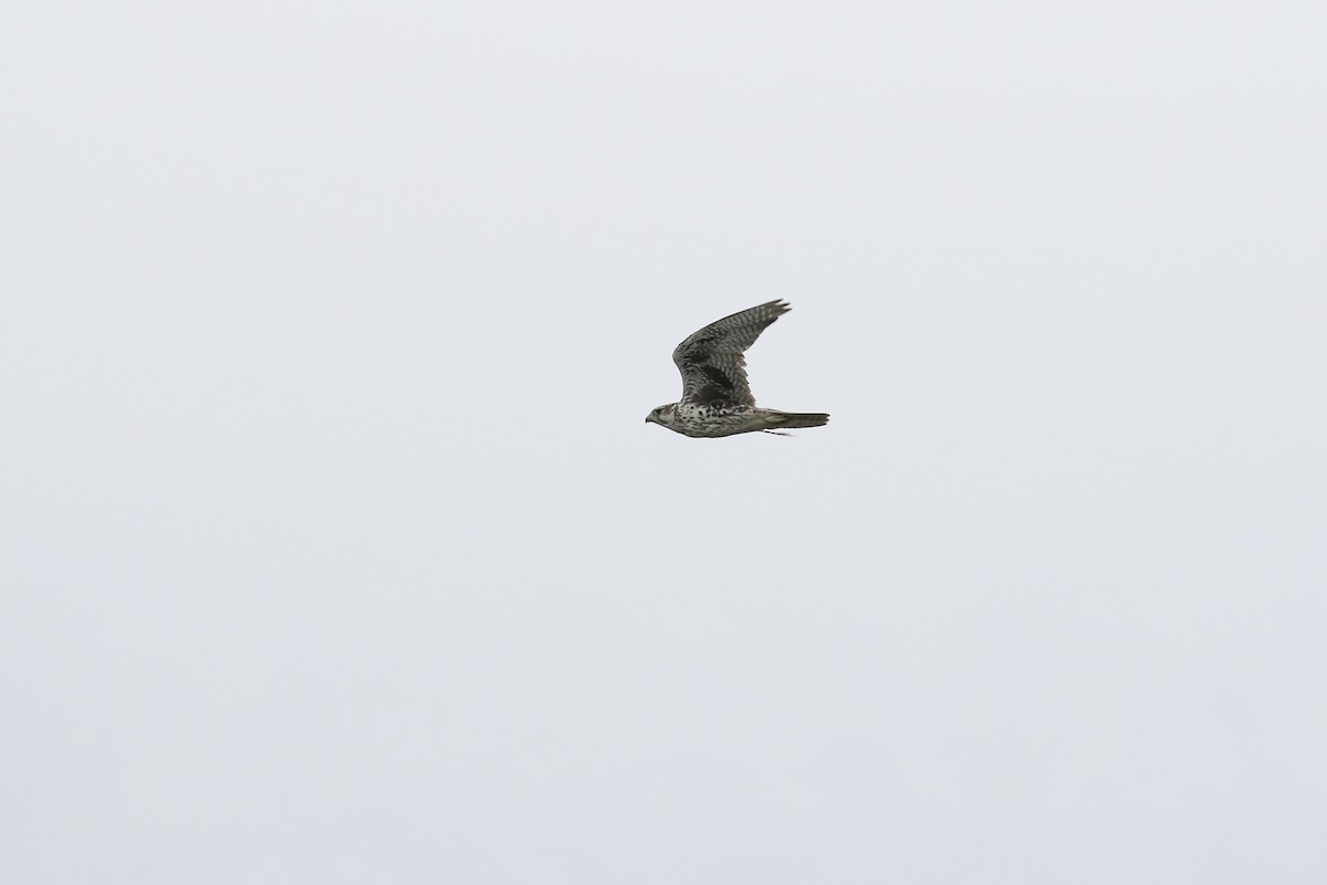 Prairie Falcon - ML644054502
