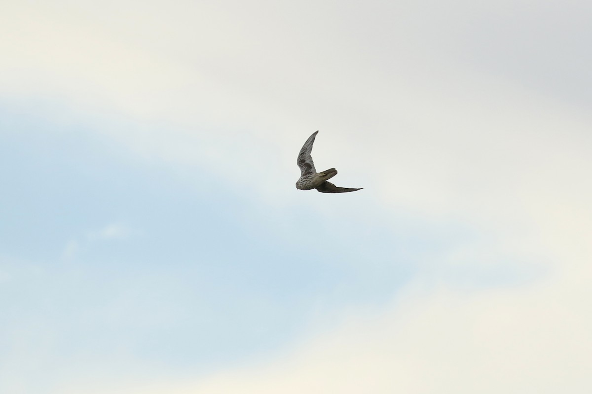 Prairie Falcon - ML644054504