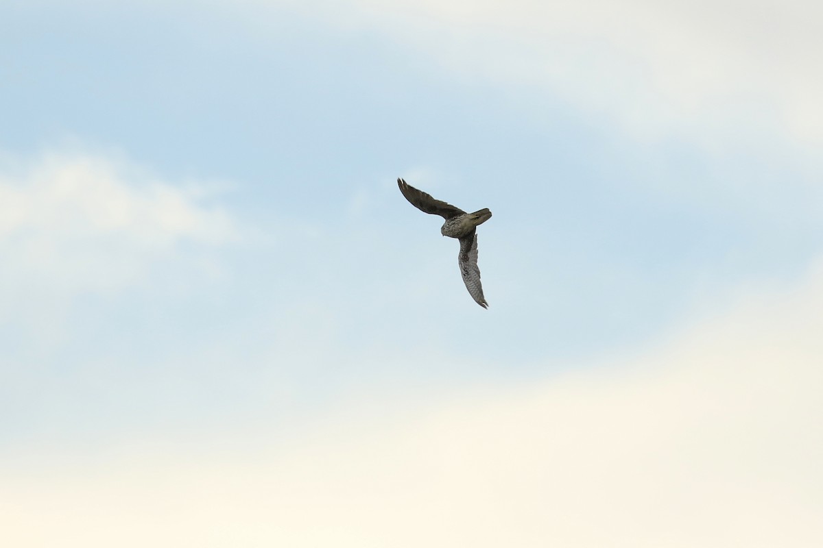 Prairie Falcon - ML644054505