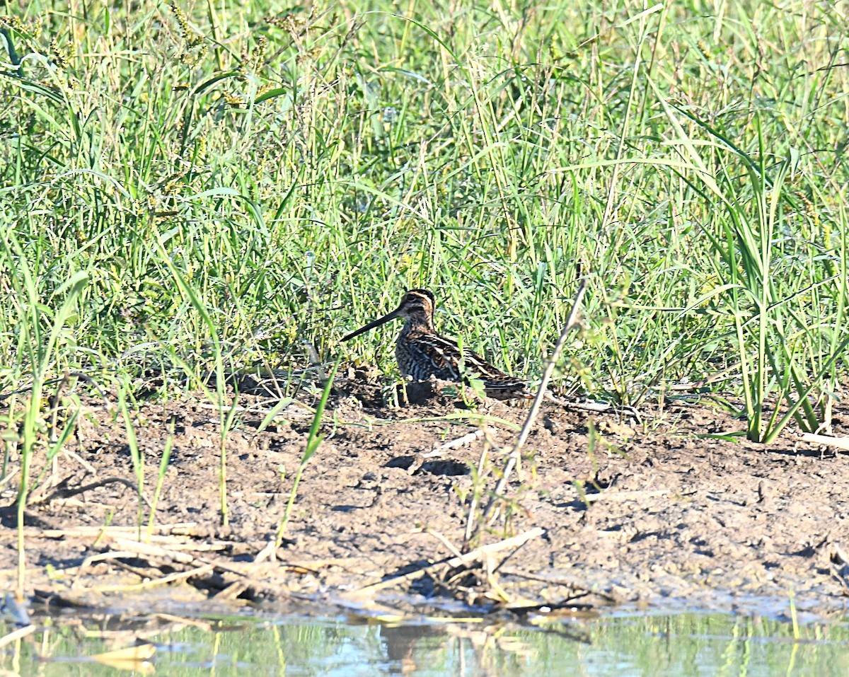 bekasina severoamerická - ML644054514
