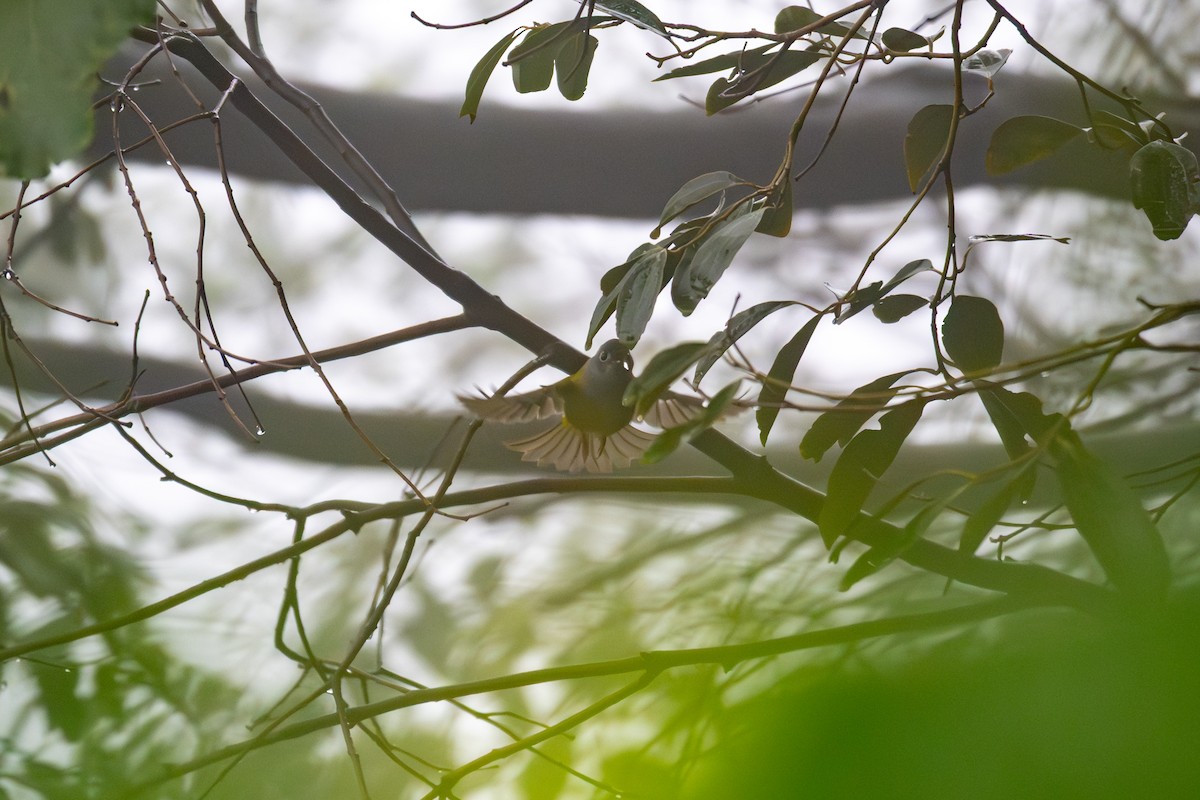 Gray-headed Canary-Flycatcher - ML644054516
