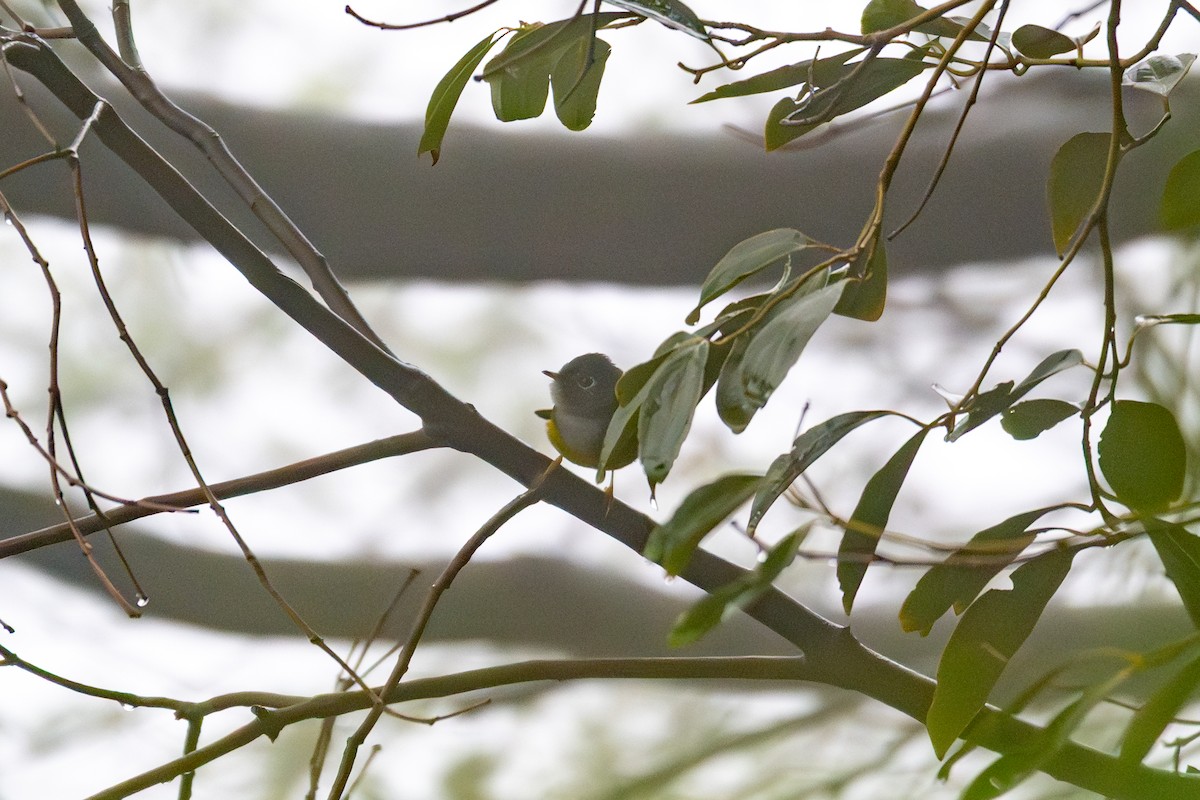 Gray-headed Canary-Flycatcher - ML644054517