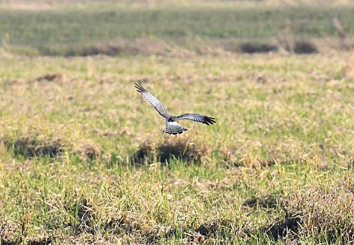 moták severoamerický - ML644054528