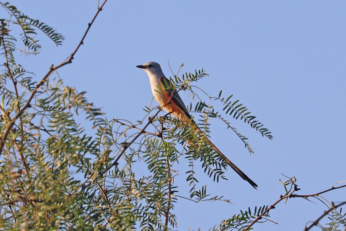 Scherenschwanz-Königstyrann - ML644054580