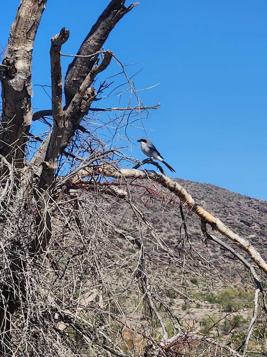 Loggerhead Shrike - ML644054603