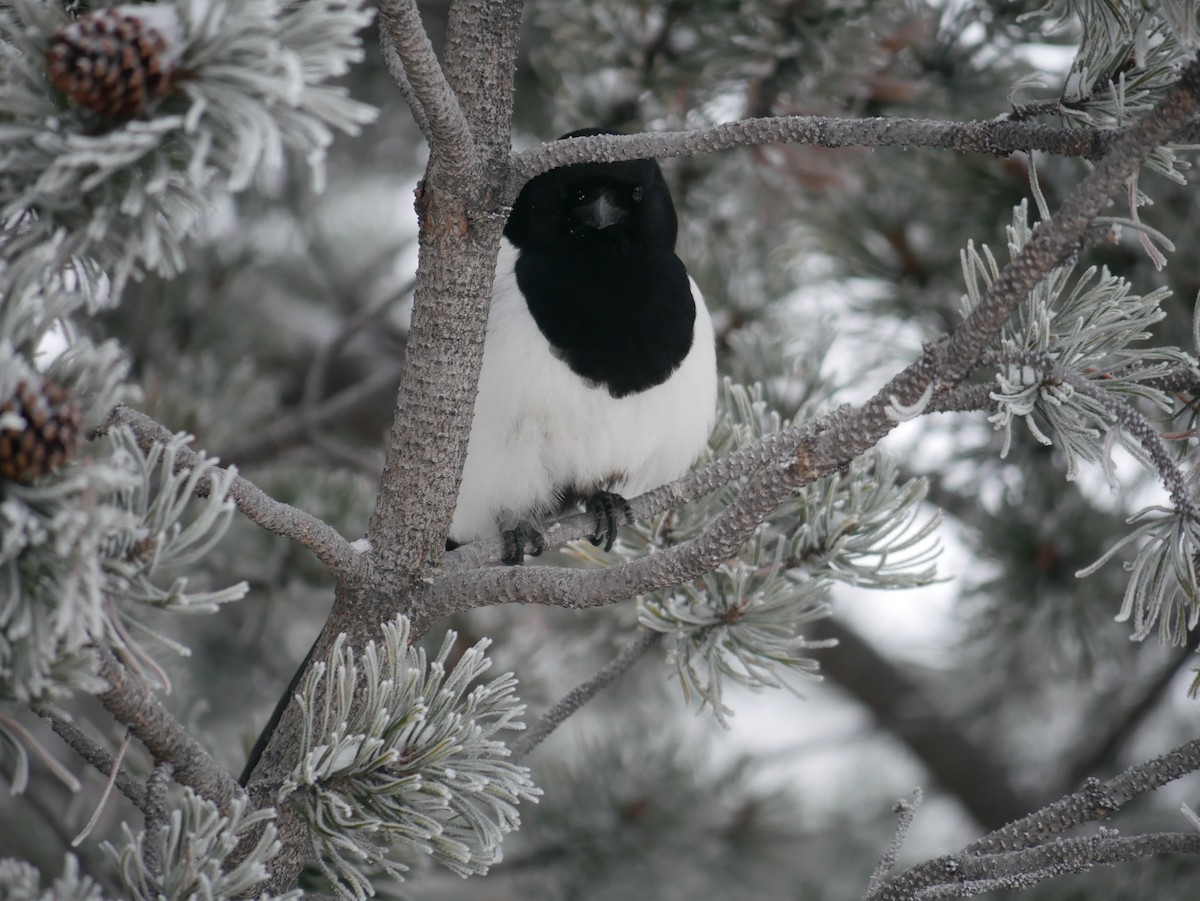 Black-billed Magpie - ML644054617