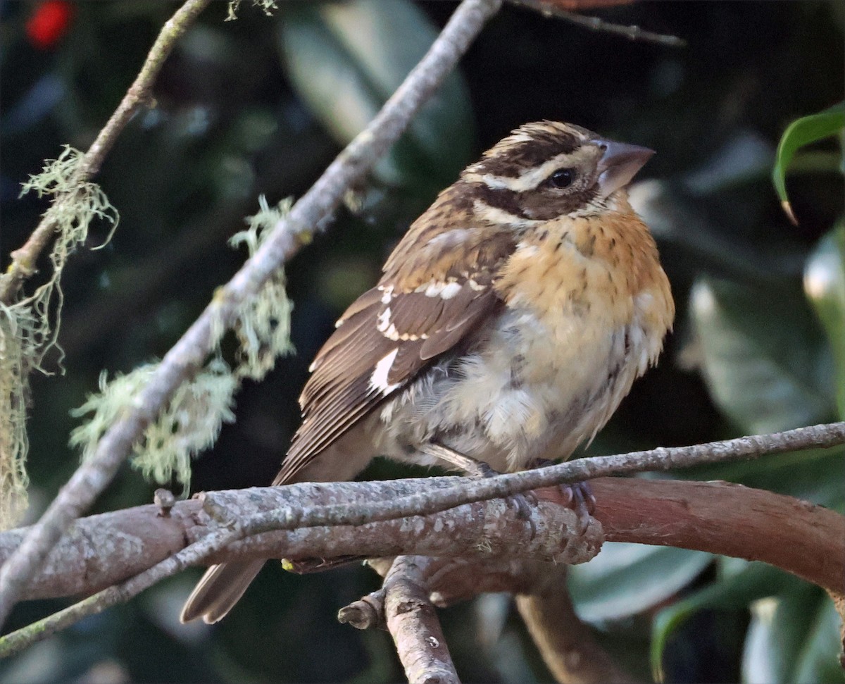 Rose-breasted Grosbeak - ML644054618
