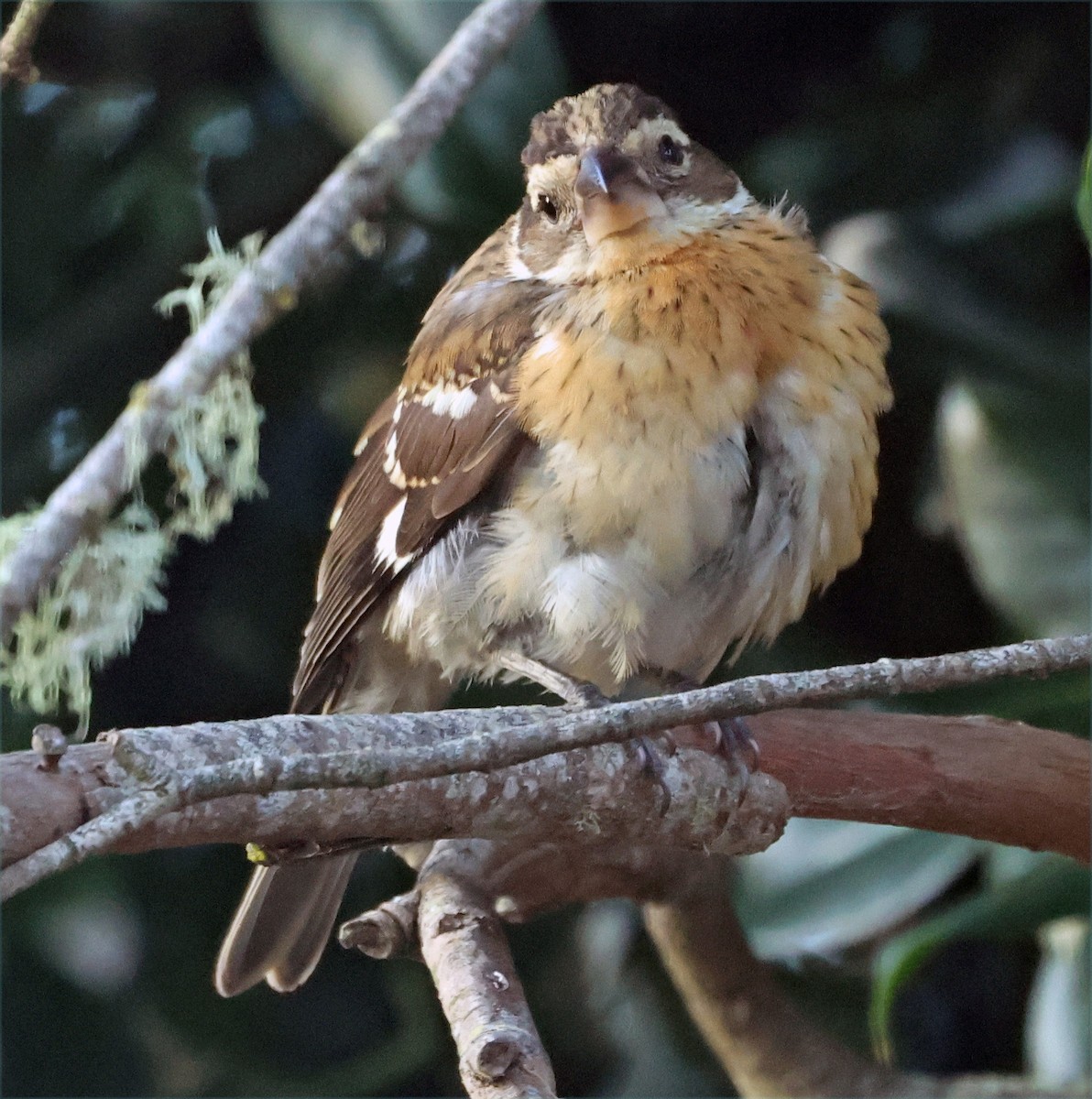Rose-breasted Grosbeak - ML644054621
