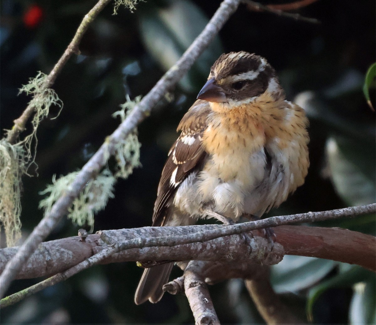 Rose-breasted Grosbeak - ML644054627