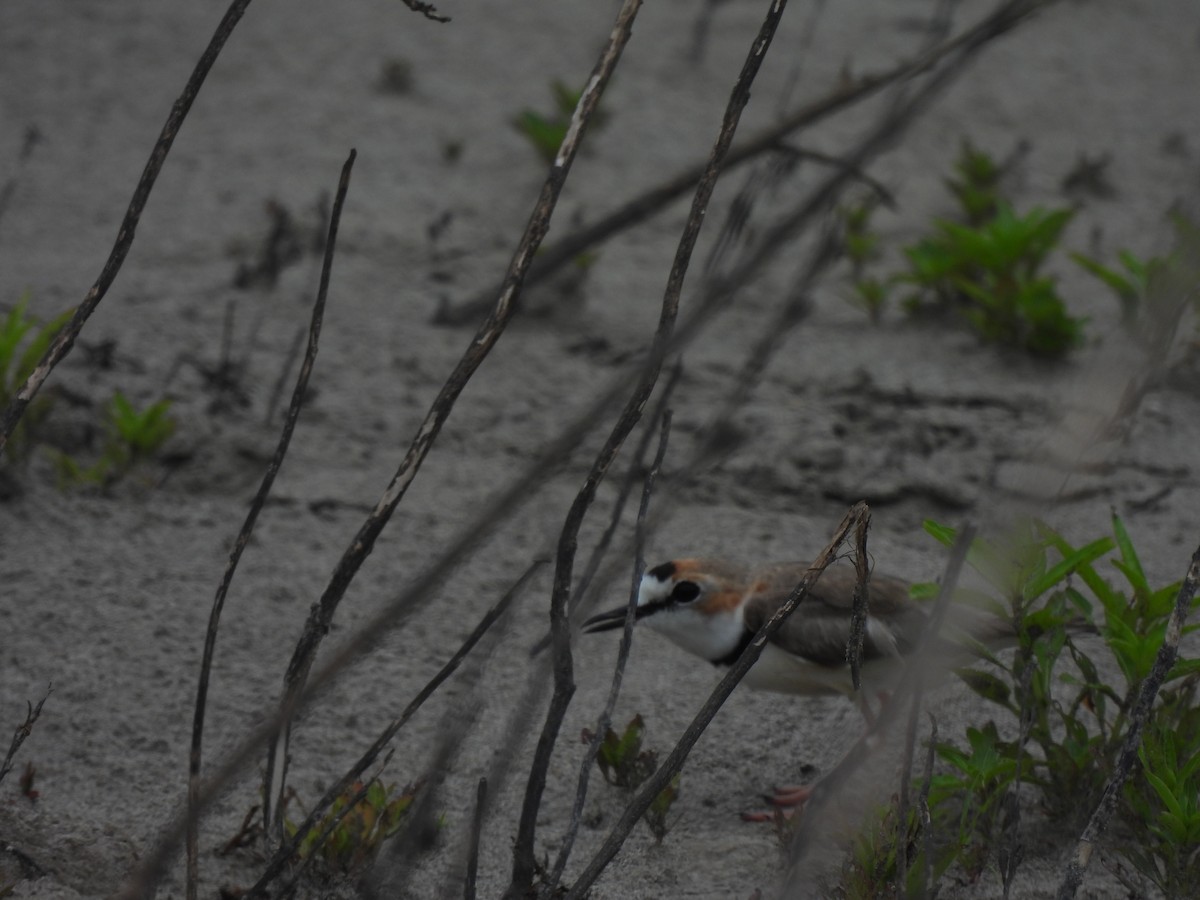 Collared Plover - ML644054635