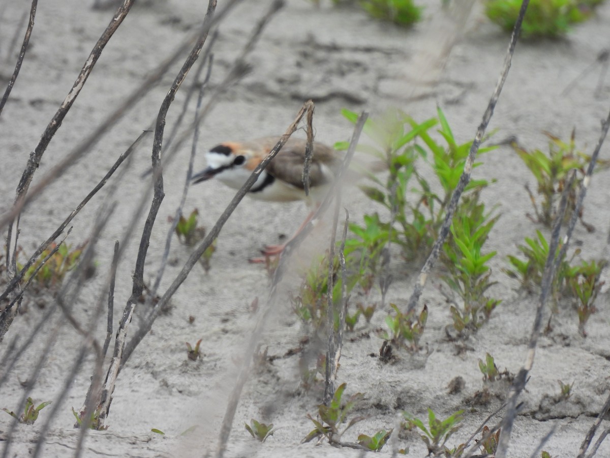 Collared Plover - ML644054636