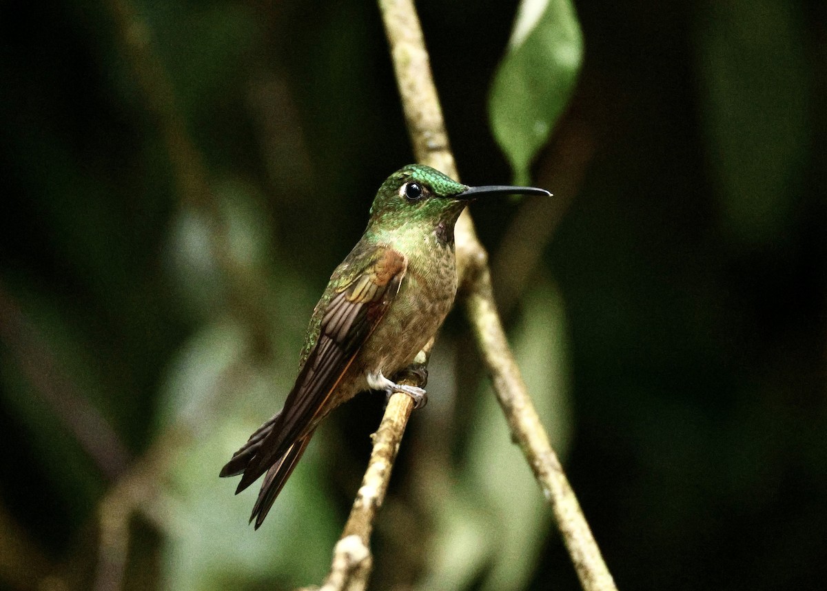 Fawn-breasted Brilliant - ML644054651