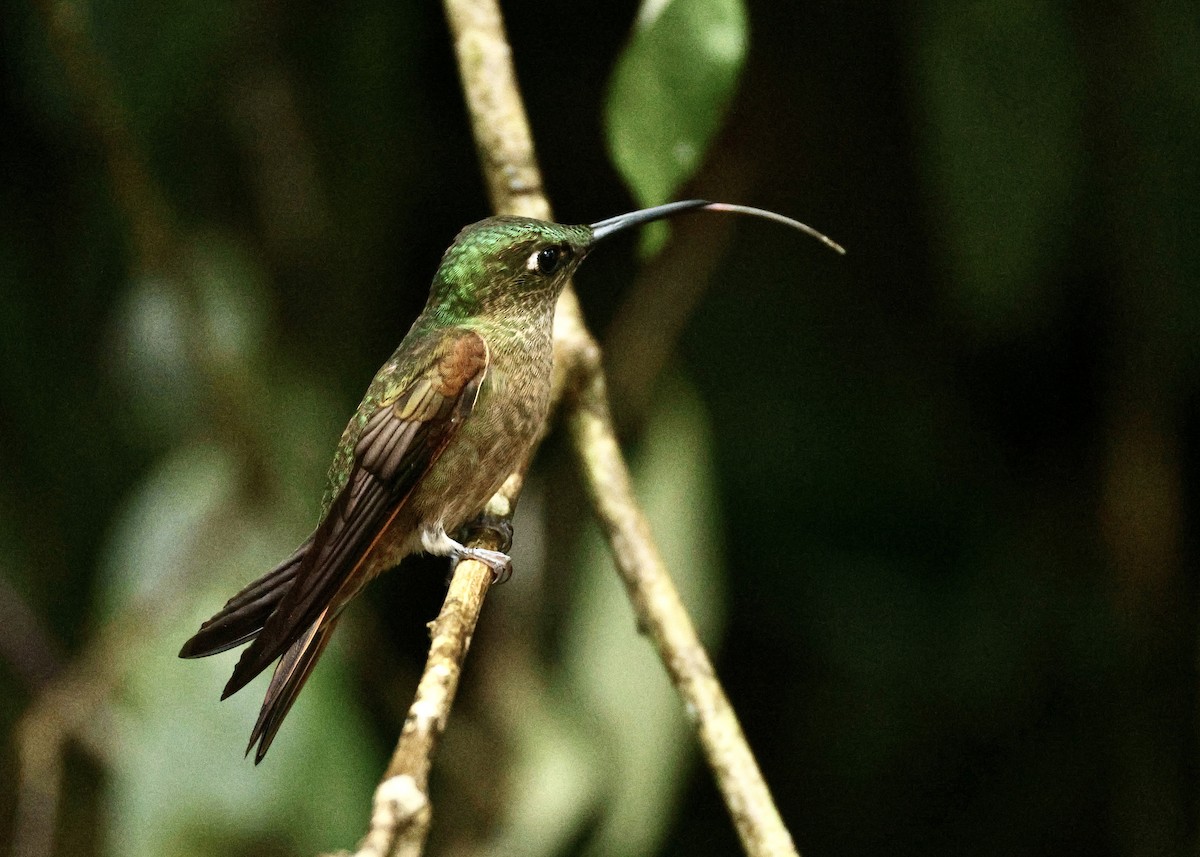 Fawn-breasted Brilliant - ML644054656