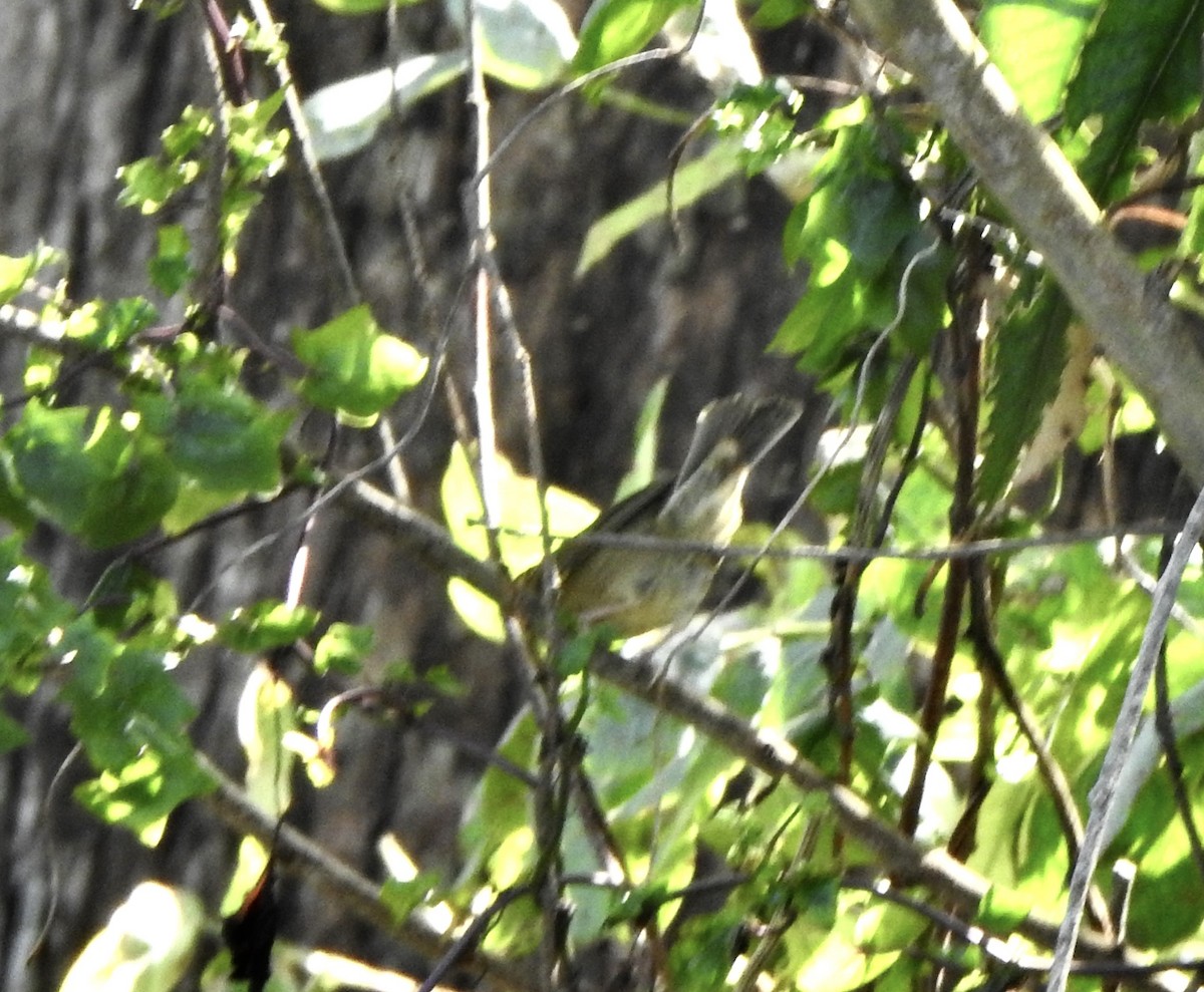 Worm-eating Warbler - ML644054661