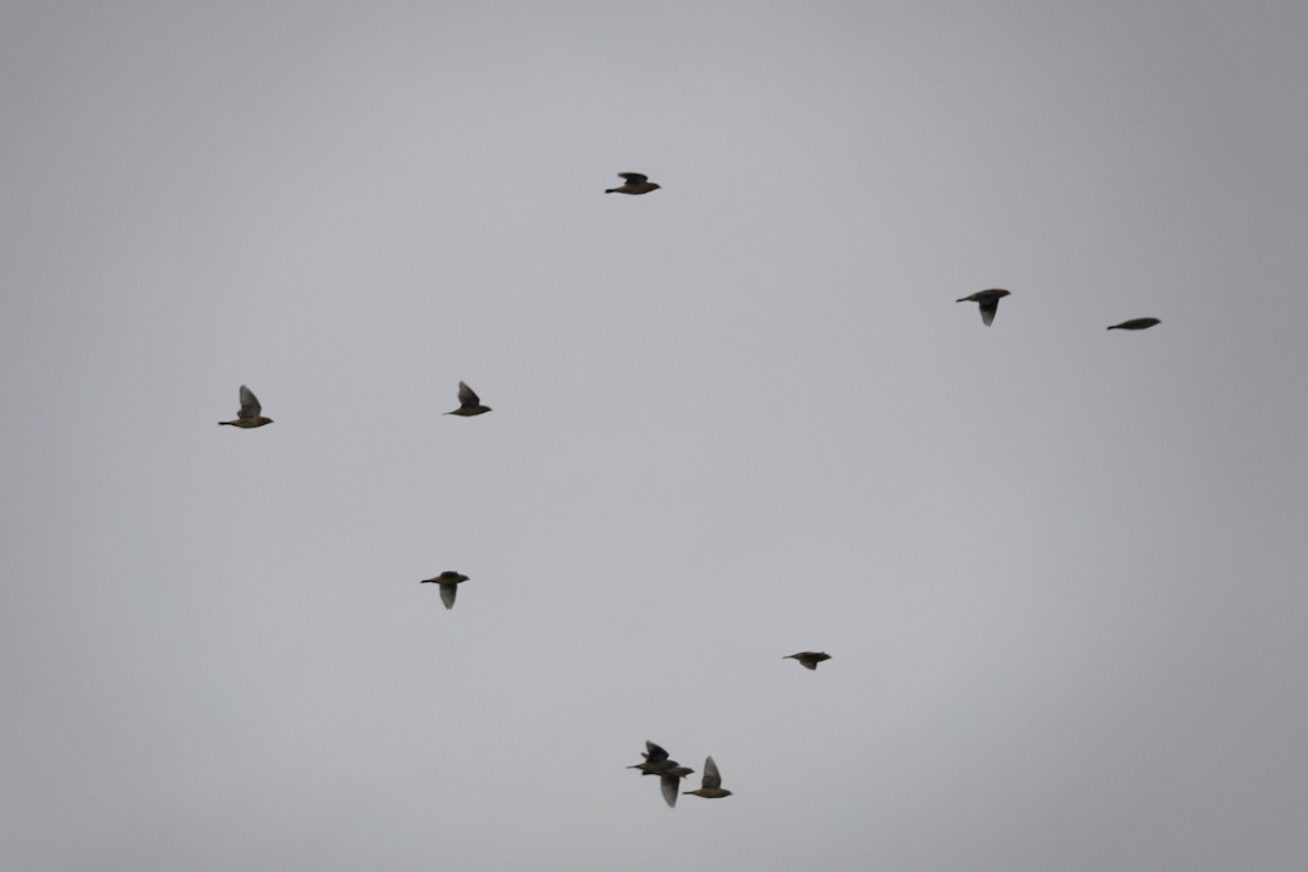 Bobolink - ML644054680