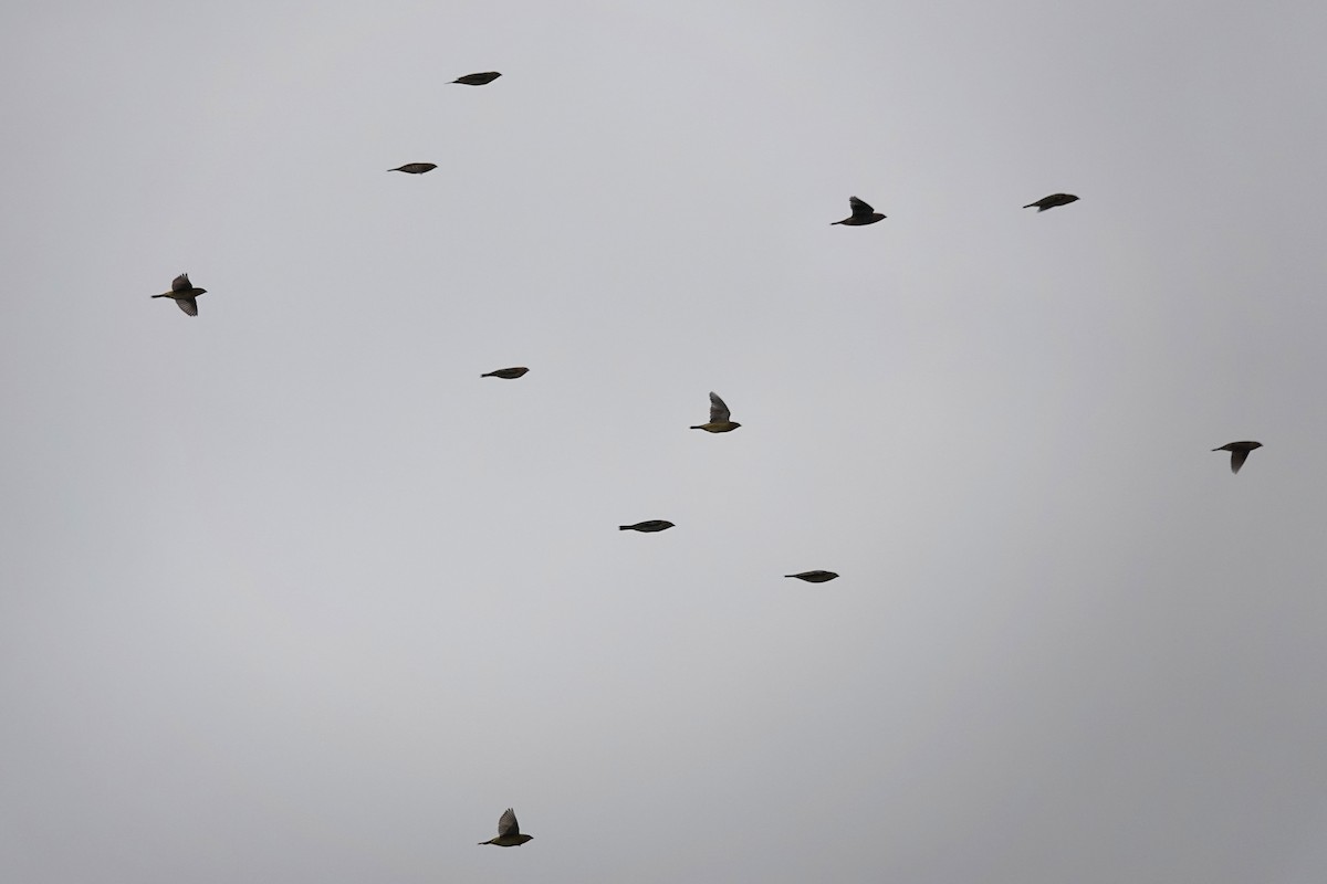 Bobolink - ML644054681