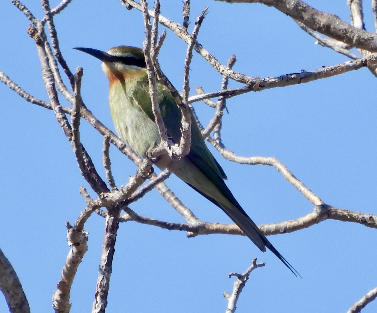 Olive Bee-eater - ML644054717