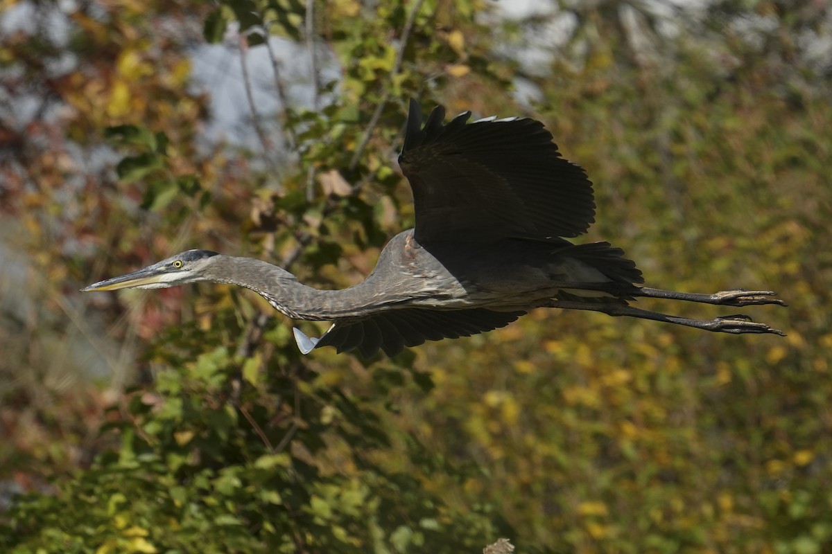 Great Blue Heron - ML644054741