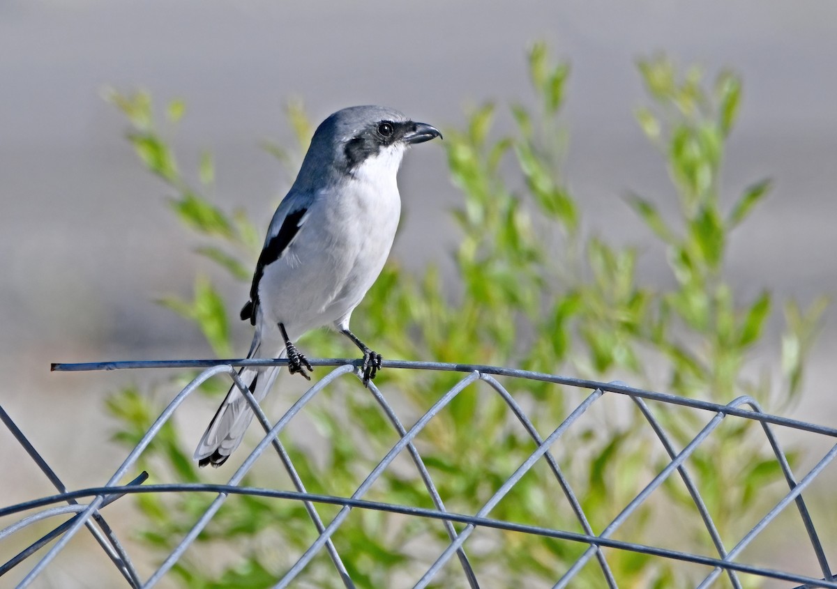Loggerhead Shrike - ML644054745