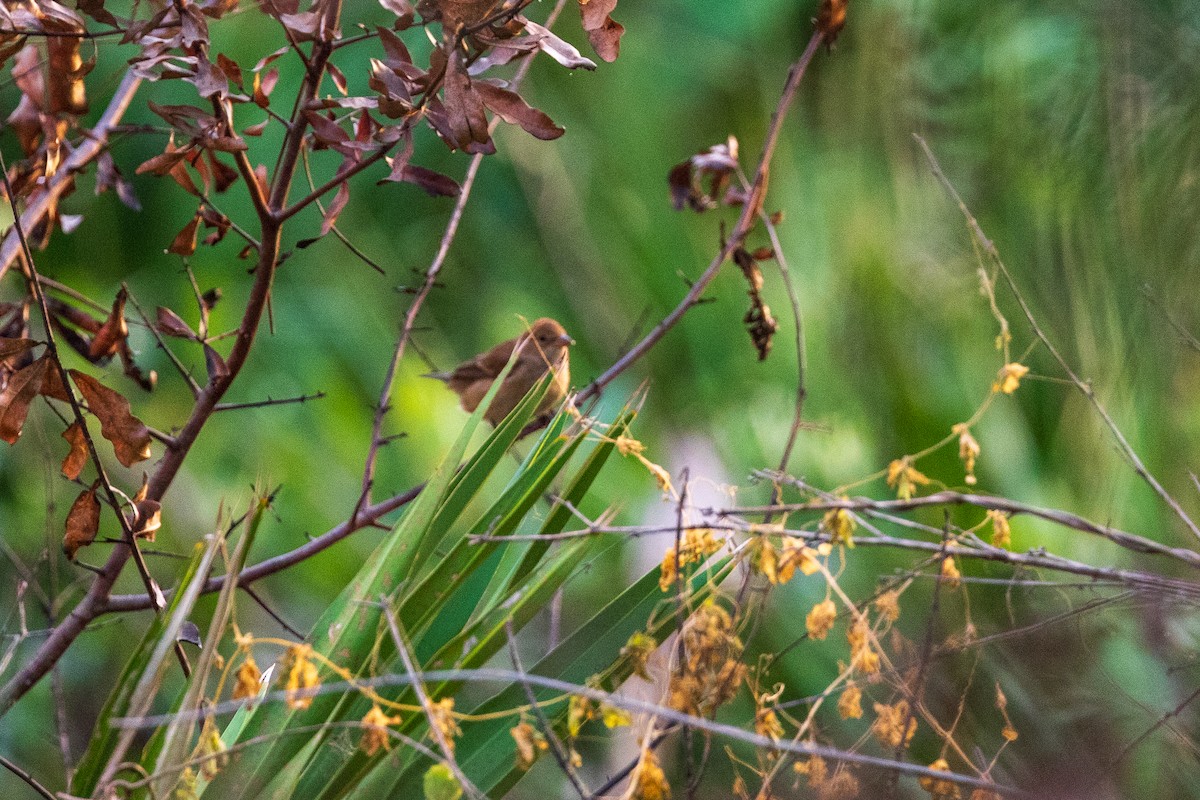 Indigo Bunting - ML644054768